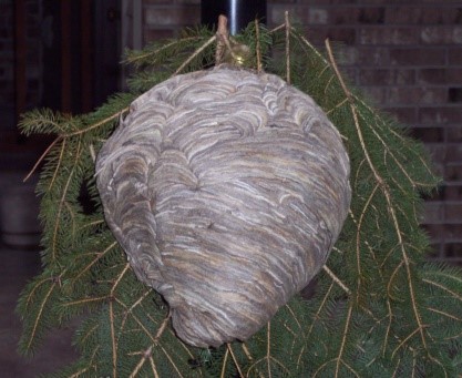 Bald-faced hornet Nest